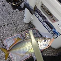 台風前にアジング修行