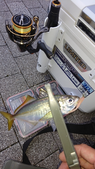 台風前にアジング修行