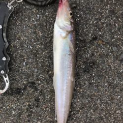 早朝ショアジギングで奇跡が