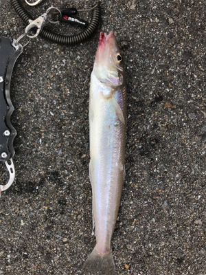 早朝ショアジギングで奇跡が