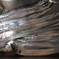 コスモスクエア　入れ食い状態