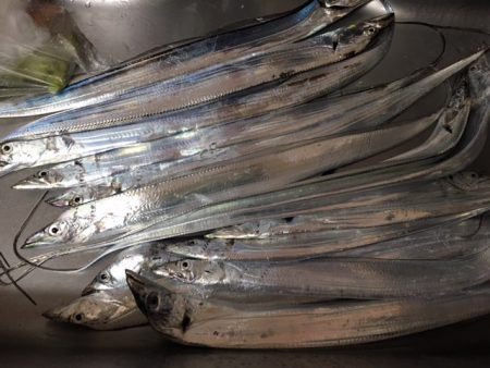 コスモスクエア　入れ食い状態