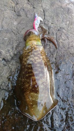 台風接近前にちょっとだけエギング