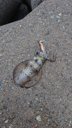 いいサイズが上がってよき