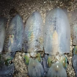 仕事終わりエギング