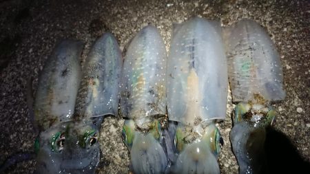 仕事終わりエギング