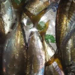 久々のアジング