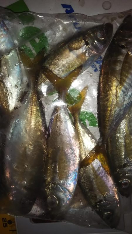 久々のアジング