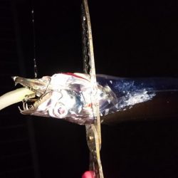 タチウオ泉大津エリアにプチ遠征