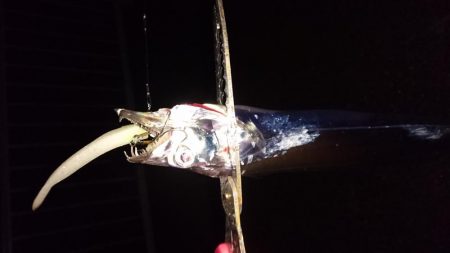 タチウオ泉大津エリアにプチ遠征