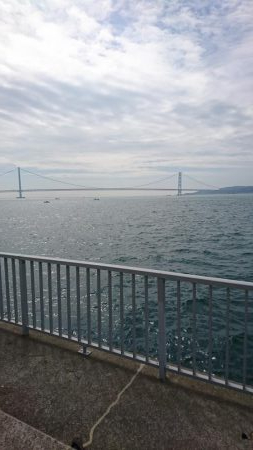 サゴシ、太刀魚