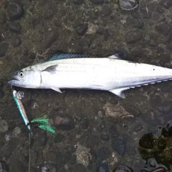 タチウオ釣り