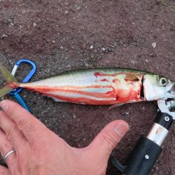 久しぶりの湾奧釣行でシーバスキャッチ!