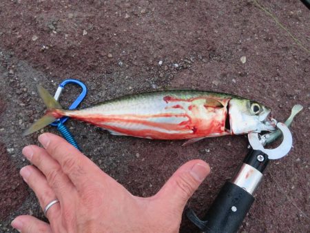 久しぶりの湾奧釣行でシーバスキャッチ!