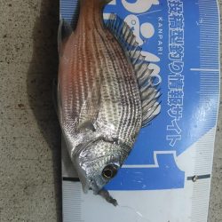 庄内湖 ハゼ釣り day2