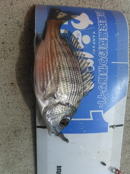 庄内湖 ハゼ釣り day2