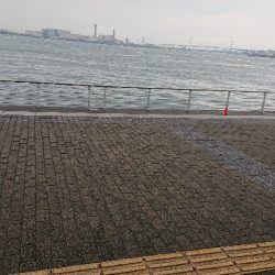 コスモスクエア釣果