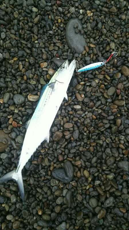 朝マズメの青物