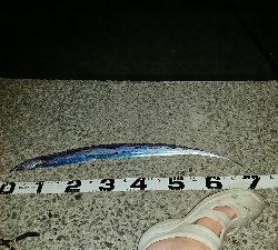 釣り部　釣行記　21