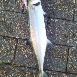 ファミリーフィッシング