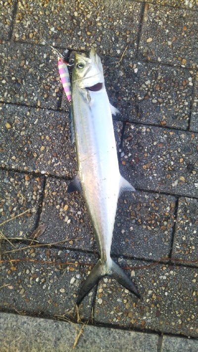 ファミリーフィッシング