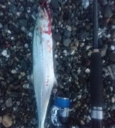 仁淀川河口周辺サーフ ライトショアジギング