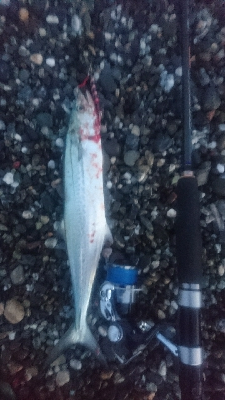 仁淀川河口周辺サーフ ライトショアジギング