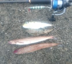 ライトショアジギング サバフグ狙い