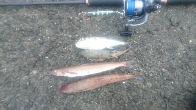 ライトショアジギング サバフグ狙い