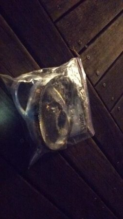 タチウオつれ始めてるぞよ！