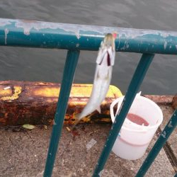 まったりサビキ