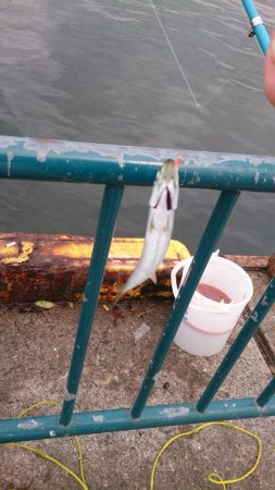 まったりサビキ