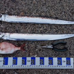 タチウオ釣り、キス釣り