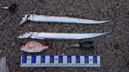 タチウオ釣り、キス釣り