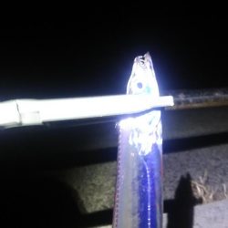 久し振りの太刀魚