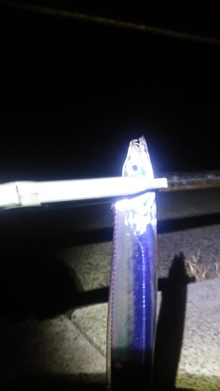 久し振りの太刀魚