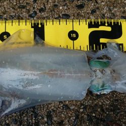 台風前の朝マズメ