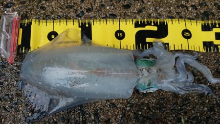 台風前の朝マズメ