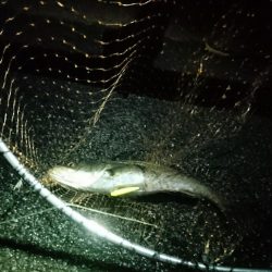 ナイトトップゲーム