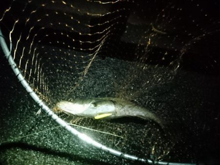 ナイトトップゲーム