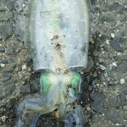 【片上海岸】アオリイカ調査