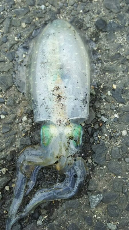 【片上海岸】アオリイカ調査