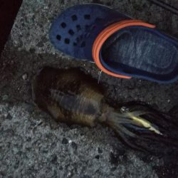 teamゲッソー調査隊