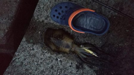 teamゲッソー調査隊