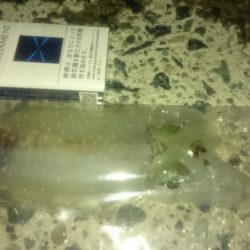 約1ヵ月前よりかなり大きく(*´-`)