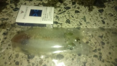 約1ヵ月前よりかなり大きく(*´-`)