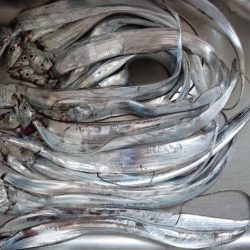 タチウオ遠征釣行