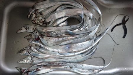 タチウオ遠征釣行