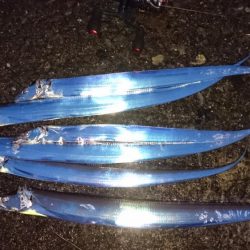 タチウオ泉大津エリアにプチ遠征