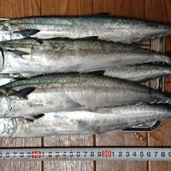 台風前サゴシフィーバー‼(ほぼエソ祭)